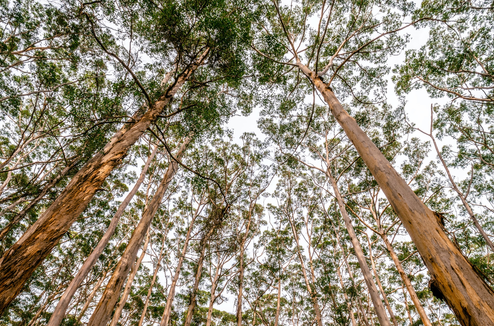 A photo looking up towards the grey sky through a circle of trees.