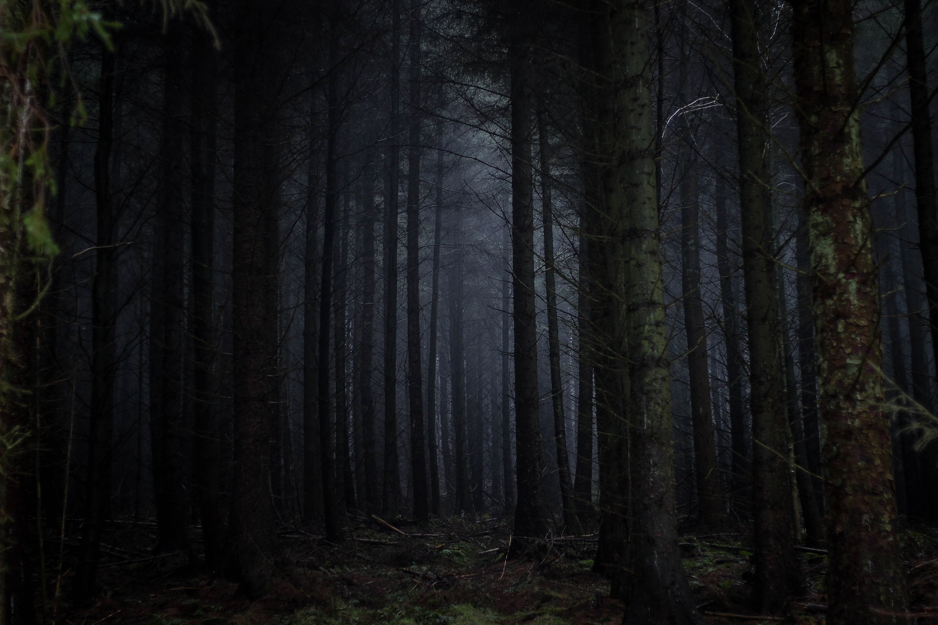 A dark forest of closeknit trees.