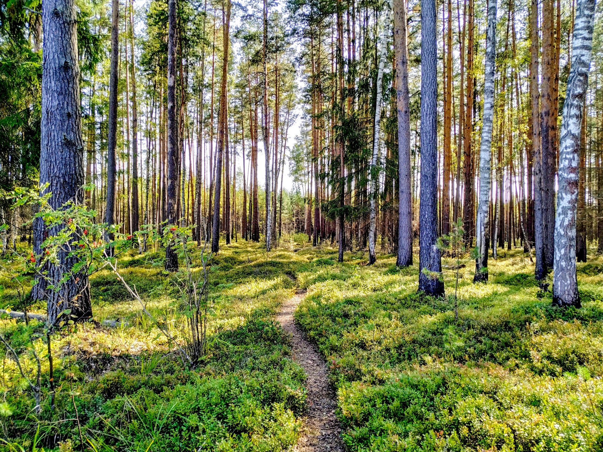 A thin trail through a vivid green forest.