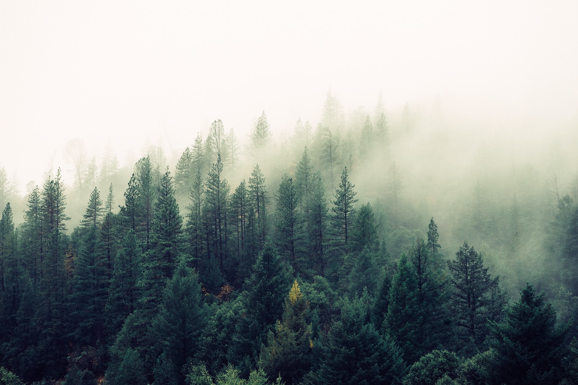 A photo of fog raising out of a forest going up a hill.